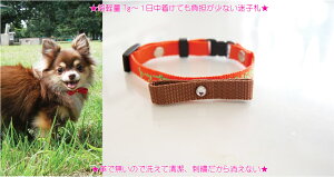 ���q�D�h�J��� S�T�C�Y ��ڂ��� �� ���q�D �h�J �o�C�J���[�^�C�v�@�����^���@���^���@���O�� ������@�d�b�ԍ� �l�[����� �h�J�̊֌W�Ŏ����16cm����̐���