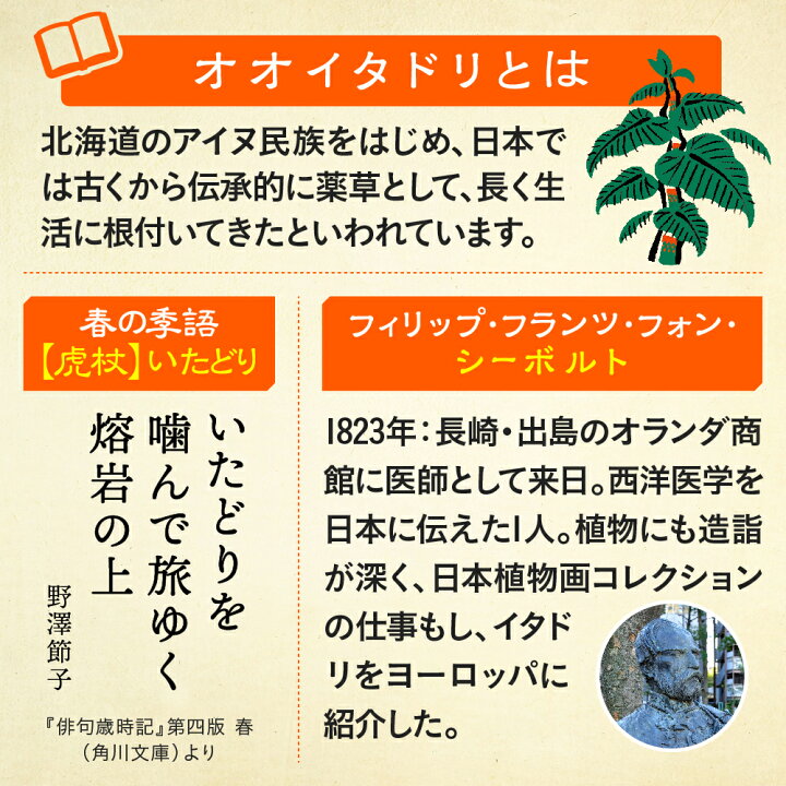 楽天市場 イタドリ サプリメント 30日分 薬 虎ノ門堂 楽天市場店 楽天市場 イタドリ サプリメント 30日分 薬 虎ノ門堂 楽天市場店
