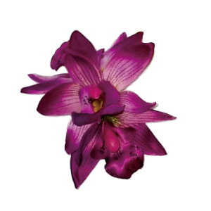 t_Xߑ@@ԏ@wANbv@Cxg@t@AW wANbv @KC-365 VrW[~jNbvip[vj