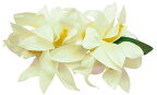 フラダンス衣装　髪飾り　花飾り　ヘアクリップ　イベント　フラ　CL-11　バンダオーキッドクリップ　ホワイト　白
