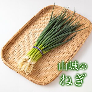 R̂˂ 1kg 1L lM s lM ˂ K ˂ K  sY s s{ Y _   Ƃꂽ ₳ VN  ĂlM     