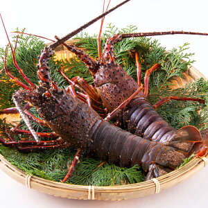 a̎RY@ɐCViCZGrj@Mp@ꕔn您͂si