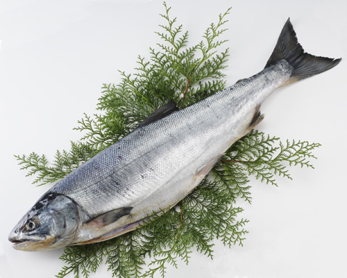 一部予約販売 【楽天最安値に挑戦】 送料無料 北海道産 天然新巻鮭 約2.0kg 秋鮭