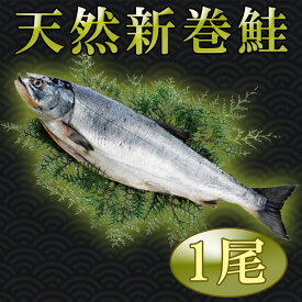 ギフト　送料無料北海道産　天然新巻鮭　秋鮭　1尾（約1.6～1.8kg）※化粧箱入※クール冷凍便※北海道・沖縄県は送料+1200円