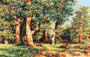 Luca-S NXXeb`hJLbg B476 "The Oak Grove" (~̖΂) yCO/[40`80xz [JX