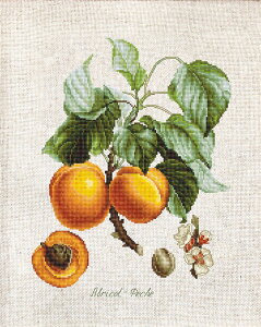 Luca-S NXXeb`hJLbg BL22450 "Abricot-Peche" (AvRbgs[`) yCO/[40`80xz [JX