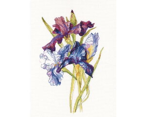 RTO NXXeb`hJLbg M580 uIrises rainbowv (̃ACX) yCO/ʏ[40`80xz