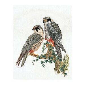 Thea Gouverneur �N���X�X�e�b�`�h�J�L�b�g No.2024L �uFalcons�v(�z:���l��/�t�@���R�� �� �n���u�T ��) �I�����_ �e�A�E�O�[���F���k�[�� �y����/�[��40�`80�����x�z