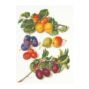 Thea Gouverneur NXXeb`hJLbg No.3062L uPeaches & Plumsv z:l (ƃv ʕ) I_ eAEO[Fk[ y/[40`80xz