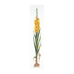Thea Gouverneur NXXeb`hJLbg No.3072A uGladioli Yellowv z:ȃAC[_ (FOWIX ) I_ eAEO[Fk[ y/[40`80xz
