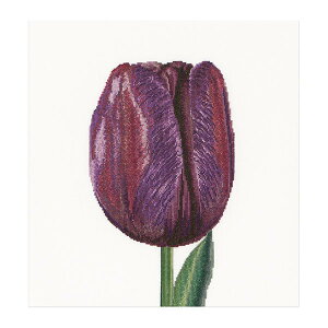 Thea Gouverneur �N���X�X�e�b�`�h�J�L�b�gNo.514 �uPurple Triumph tulip�v(���̃g���C�A���t �`���[���b�v ��) �I�����_ �e�A�E�O�[���F���k�[�� �y����/�[��40�`80�����x�z