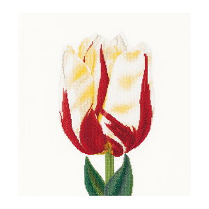 Thea Gouverneur �N���X�X�e�b�`�h�J�L�b�gNo.516 �uFlamed Single late tulip�v(��d�x�炫�n�`���[���b�v ��) �I�����_ �e�A�E�O�[���F���k�[�� �y����/�[��40�`80�����x�z