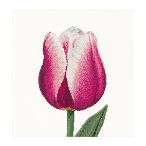 Thea Gouverneur �N���X�X�e�b�`�h�J�L�b�gNo.517 �uRed / White Triumph tulip�v(�Ԕ��̃g���C�A���t �`���[���b�v ��) �I�����_ �e�A�E�O�[���F���k�[�� �y����/�[��40�`80�����x�z