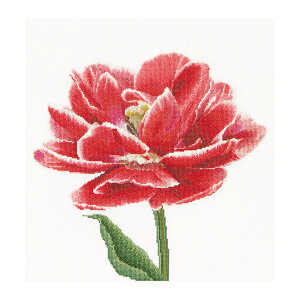 Thea Gouverneur NXXeb`hJLbgNo.520 uRed / White edged Early double tulipv(Ԕ̓d炫炫 `[bv ) I_ eAEO[Fk[ y/[40`80xz