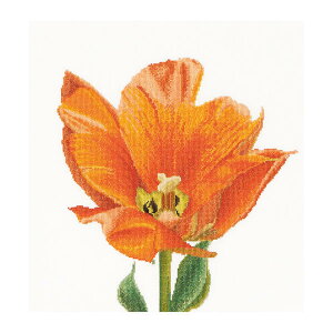 Thea Gouverneur �N���X�X�e�b�`�h�J�L�b�gNo.523 �uOrange Triumph tulip�v(�I�����W�̃g���C�A���t �`���[���b�v ��) �I�����_ �e�A�E�O�[���F���k�[�� �y����/�[��40�`80�����x�z