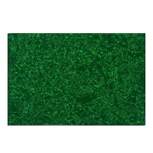435x290mm M^[sbNK[h ST TL sbNK[hfރGLM^[/PBx[XpA4PO[p[