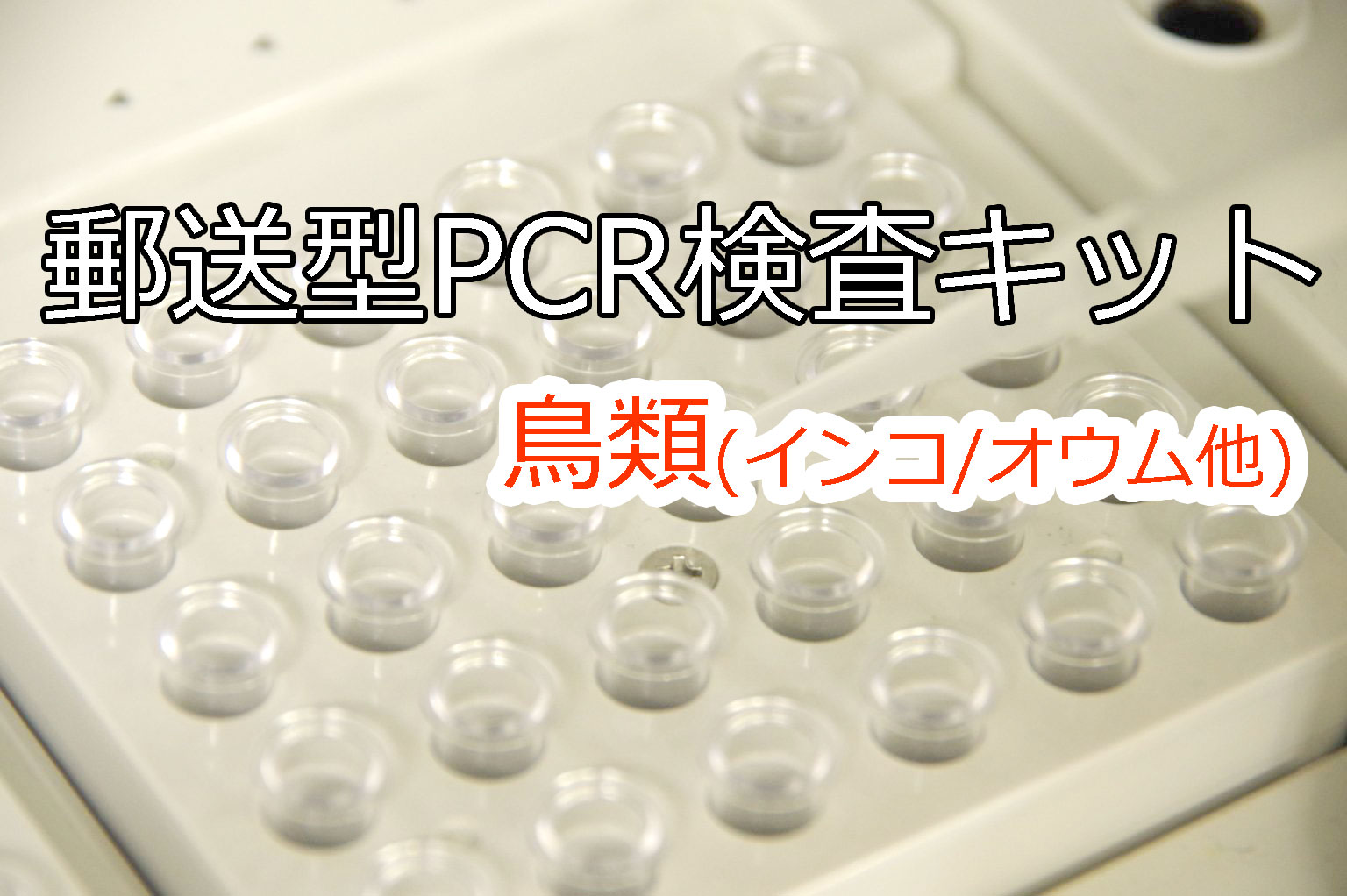 送料無料 | 小鳥の遺伝子検査キット(2種類)　郵送型PCR法遺伝子検査