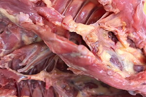 4kg e̓(̂) y①zyꌧYz