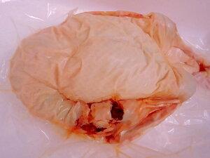  ۂǂ 1H2.1`2.4kg ya̎RYz