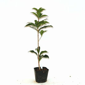 楽天市場 キンモクセイ 花芽の通販 楽天市場 キンモクセイ 花芽の通販