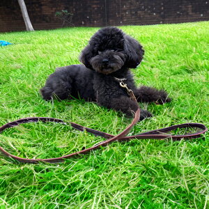 y[hzy[h^vzC[W[hbO U[[hCg 1.2m ezydog