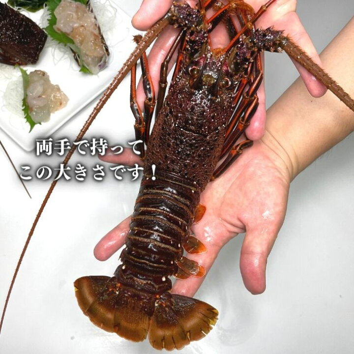 楽天市場 冷凍 お刺身用 活〆ロブスター イセエビ 伊勢海老 1尾入 400 500g World Fish Market Tos Way