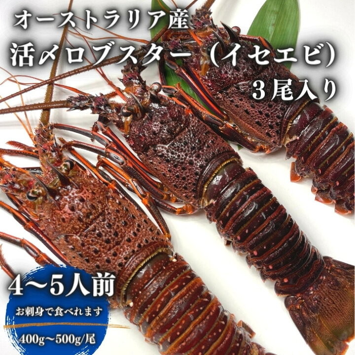 楽天市場 600円オフクーポン発行中 10月31日まで 冷凍 お刺身用 活〆ロブスター イセエビ 伊勢海老 3尾入 400 500g 尾 World Fish Market Tos Way