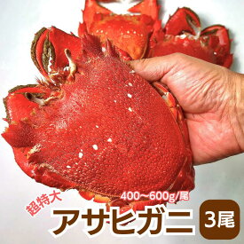 【冷凍】特大アサヒガニ　3尾セット（1尾当たり 400〜600g）