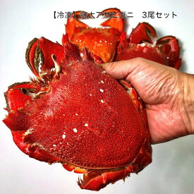 楽天市場 アサヒガニの通販