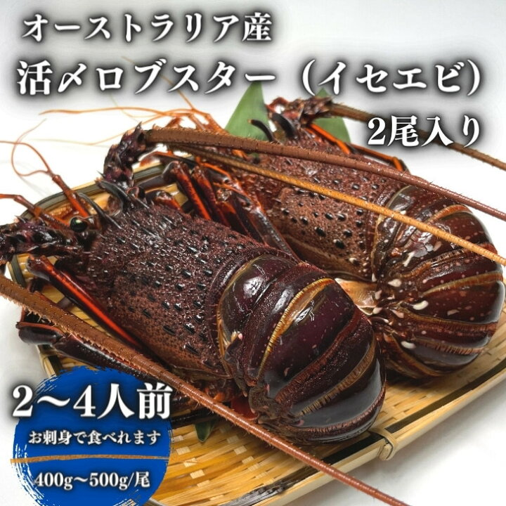楽天市場 冷凍 お刺身用 活〆ロブスター イセエビ 伊勢海老 2尾入 400 500g 尾 World Fish Market Tos Way