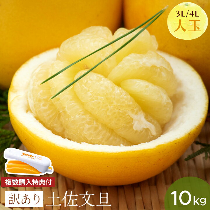 楽天市場】【2月上旬より順次出荷予定】【 送料無料 】 大玉 限定 土佐 