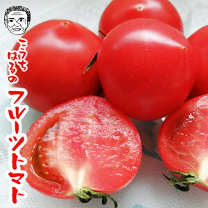 高知県高知市春野町産　フルーツトマト（15〜40玉）約1.2〜1.8kg