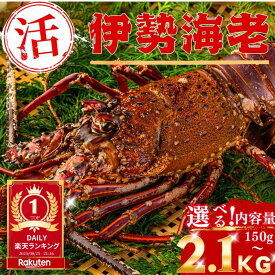 【活きたまま直送】＼数量限定 売切れ次第終了／ 高知直送 活伊勢海老 サイズ選べる 新鮮 活き伊勢えび イセエビ 伊勢エビ 刺身 海鮮 グルメ ギフト プレゼント 父の日 お中元 お歳暮 送料無料 土佐黒潮水産