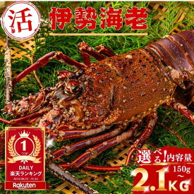 【活きたまま直送】＼ 鮮度抜群！サイズ選べる ／ 高知・土佐湾産 活伊勢海老 いせえび イセエビ 産地直送 伊勢えび 刺身 活き 活造り 海鮮 グルメ お取り寄せ ギフト 贈り物 父の日 お中元 お歳暮 お年賀 内祝い 御祝 退職祝 誕生日 熨斗 送料無料 土佐黒潮水産