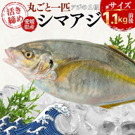 【釣りたて保証】シマアジ 姿丸ごと一匹 1.1kg前後 一尾 愛媛県産 活け〆 宇和海産 天然 アジの王様 三枚…
