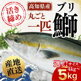 【高知県産活〆ブリ】 高知直送 丸ごと一匹 寒ブリ 生ブリ 4kg台5kg台 サイズ選べる 活け締め 刺身用 ぶり 魚 海鮮 ギフト 贈答用 お祝い 送料無料 土佐黒潮水産