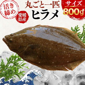 【釣れたて保証】活け締め 氷温熟成 ヒラメ 愛媛 宇和海産 直送 選べる加工(五枚おろし/下処理済/丸ごと) 800g前後～ 刺身 鮮魚 生 チルド ひらめ 平目 鮃 エンガワ 海鮮丼 グルメ ギフト お祝い プレゼント 送料無料