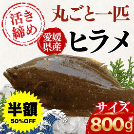 ★半額★楽天スーパーセール！ 【【釣れたて保証！ヒラメ1匹】活け締め 氷温熟成 ヒラメ 愛媛 宇和海産 直送 選べる加工(五枚おろし/下処理済/丸ごと) 800g前後～ 刺身 鮮魚 生 チルド ひらめ 平目 鮃 エンガワ 海鮮丼 グルメ ギフト お祝い プレゼント 送料無料