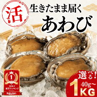【活きたまま直送】＼肝まで刺身で食べられる／ 高知・土佐湾産 活あわび 活き アワビ 鮑 1kg 選べる黄金…