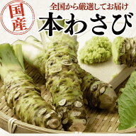 【本わさび 生わさび 】1本 約40g 本ワサビ 山葵 国産 わさび 天然 国産厳選 鮮度抜群 冷蔵 すりおろし …
