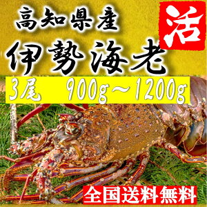伊勢海老の通販 価格比較 価格 Com 伊勢海老の通販 価格比較 価格 Com