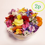 【エディブル・フラワー　2パックセット】【1パック50〜70輪程度】夏季は5日,冬季は一週間程度