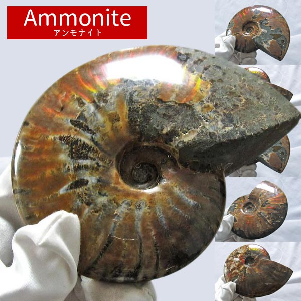 アンモナイト 化石 原石 虹入り｜アンモン貝 Ammonite 選べる アンモライト fossil 置物 フォッシル 菊石 一点物 |  天然石・パワーストーンの東昇
