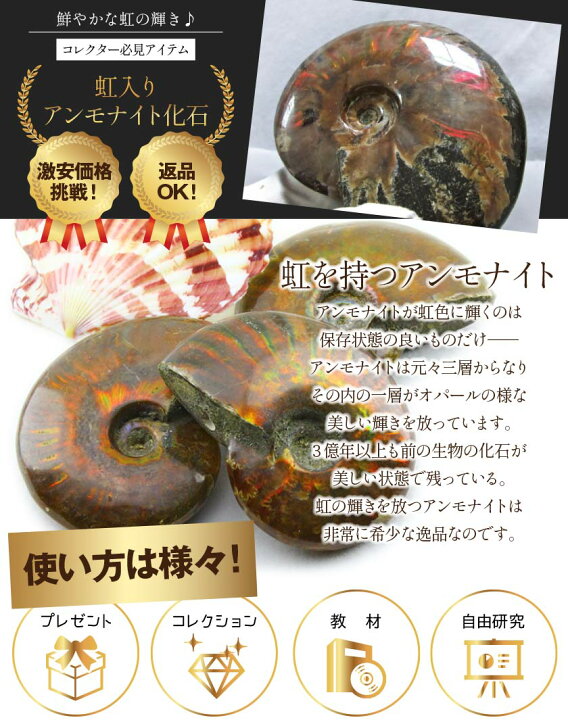 楽天市場】化石 アンモナイト 原石 虹入り｜アンモン貝 Ammonite 好き 