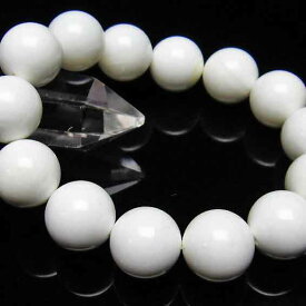 シャコガイ ブレスレット 14mm ランダム発送 メール便可 [M便 1/10] 911-123