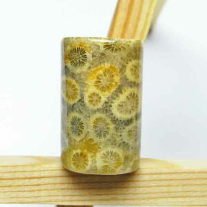 X tHbVR[  Ȃ Fossil Coral ΎX ^u   p[Xg[ VR _ [։ [M 1/10] 145-75