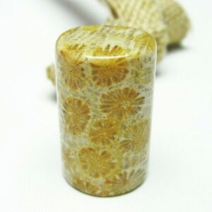 _|Cg10{5OFF^ X tHbVR[  Ȃ Fossil Coral ΎX ^u   p[Xg[ VR _ [։ [M 1/10] 112-3880