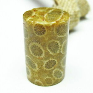 X tHbVR[  Ȃ ^u ΎX Fossil Coral   p[Xg[ VR _ [։ [M 1/10] 112-3881