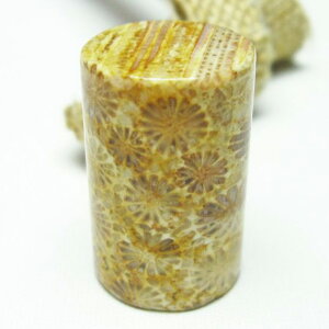 _|Cg10{5OFF^ X tHbVR[  Ȃ Fossil Coral ΎX ^u   p[Xg[ VR _ [։ [M 1/10] 112-3886