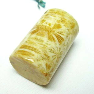 X tHbVR[  Ȃ Fossil Coral ΎX ^u   p[Xg[ VR _ [։ [M 1/10] 112-3889